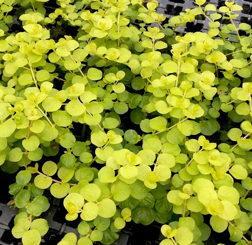Lysimachia nummularia aurea - Herbe aux écus en pot